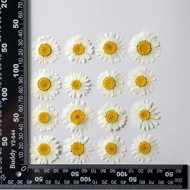 Plantes de fleurs sèches de marguerite séchées pressées, 120 pièces, pour pendentif en résine époxy,