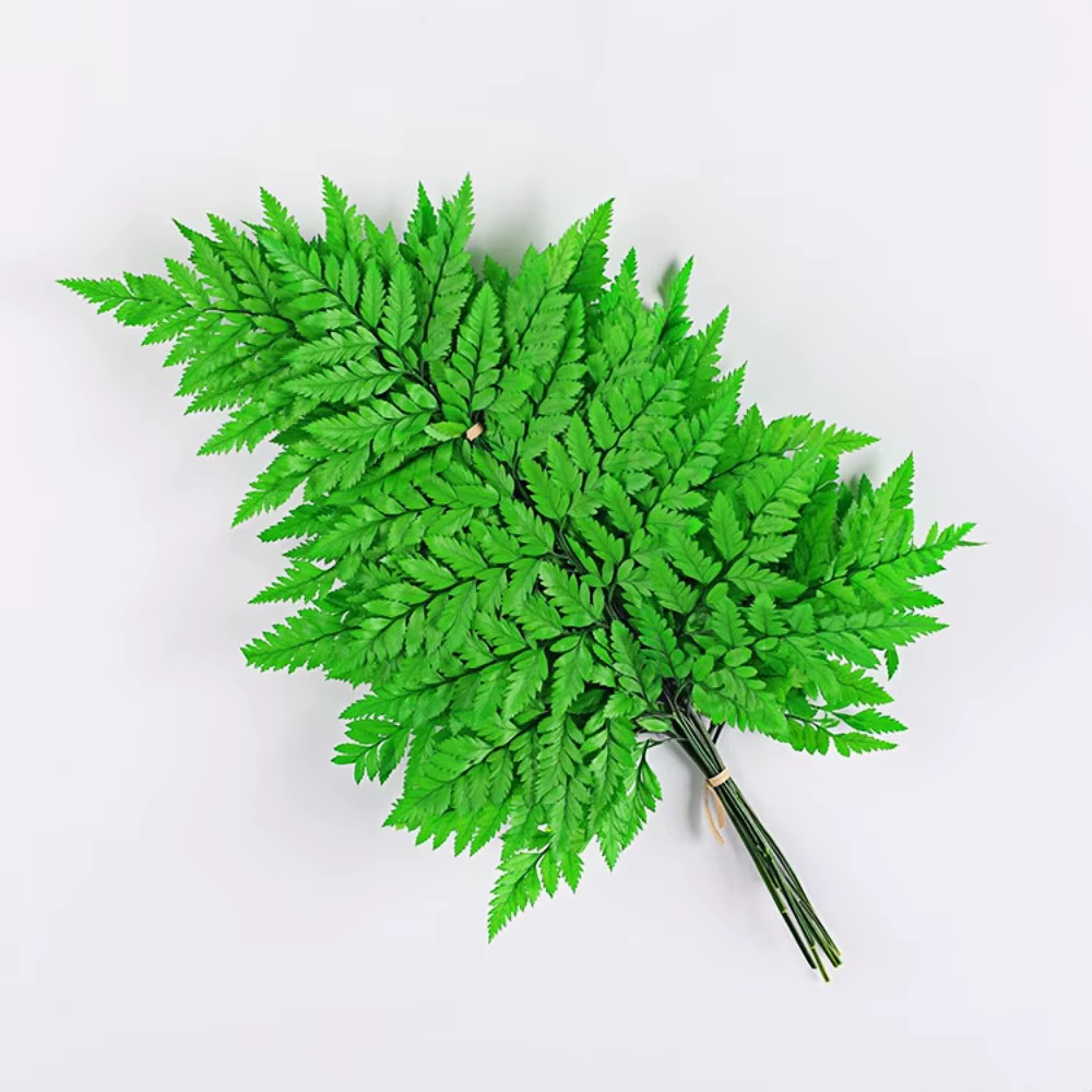 Feuille de fougère conservée pour la décoration de la maison, vie éternelle, vraie plante de fougère